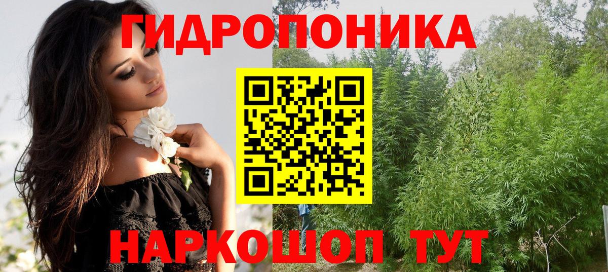Конопля гибрид Гурьевск
